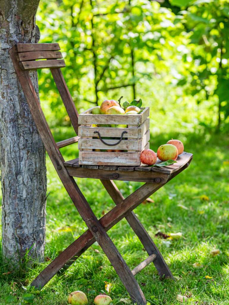 Kiste mit Äpfeln auf einem renovierungsbedürftigen Stuhl in einem grünen Garten