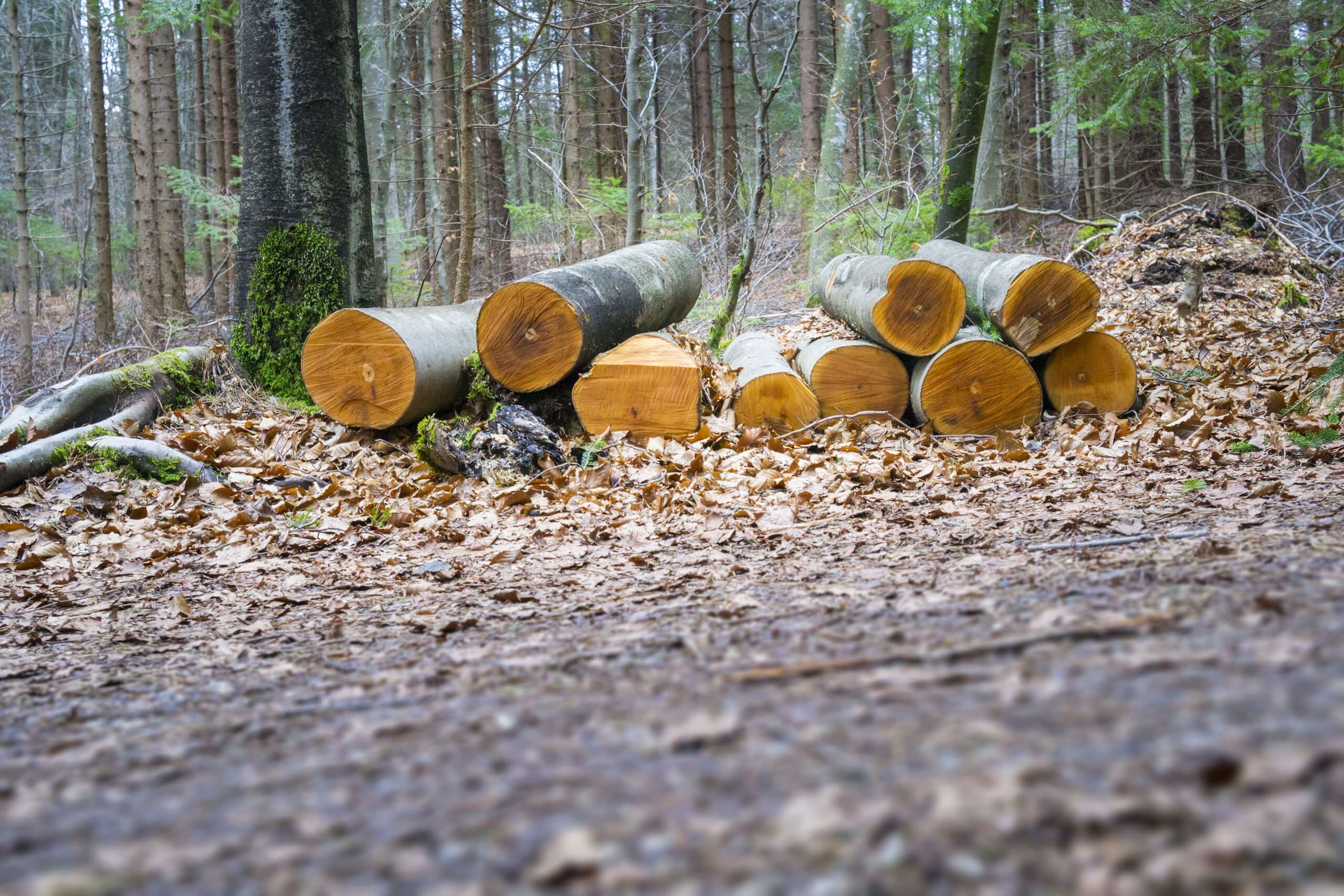 Baumstämme die gefällt wurden